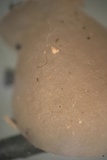 Resupinatus porosus image