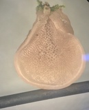 Resupinatus porosus image