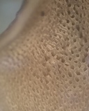 Resupinatus porosus image