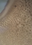 Resupinatus porosus image
