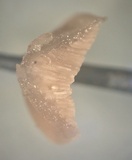 Resupinatus porosus image