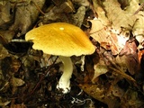 Stropharia hardii image
