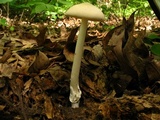 Amanita sect. Vaginatae image