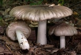 Megacollybia rodmanii image