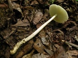 Amanita sect. Vaginatae image