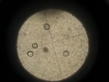 Amanita sect. Vaginatae image