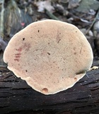 Hapalopilus rutilans image