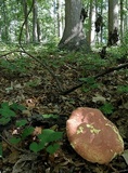 Boletus carminiporus image
