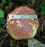 Boletus carminiporus image