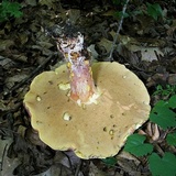 Boletus carminiporus image