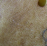 Boletus carminiporus image