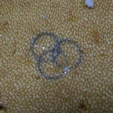 Boletus carminiporus image