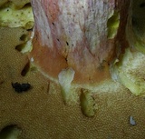Boletus carminiporus image