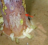 Boletus carminiporus image
