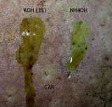 Boletus carminiporus image