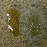 Boletus carminiporus image