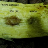 Boletus carminiporus image