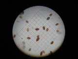 Coprinellus plagioporus image