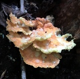 Laetiporus huroniensis image