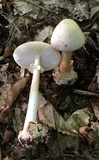 Amanita aestivalis image