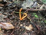 Clavulinopsis aurantiocinnabarina image