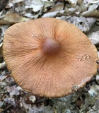 Cortinarius corrugatus image