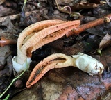 Pseudocolus fusiformis image