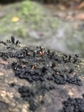 Diderma globosum image