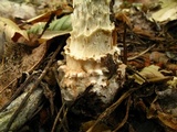 Amanita cokeri image