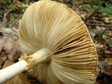 Amanita cokeri image