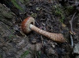 Hemistropharia albocrenulata image