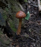 Hemistropharia albocrenulata image