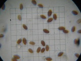Coprinellus plagioporus image