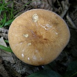 Lactarius volemus image