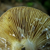 Lactarius volemus image