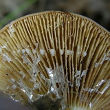 Lactarius volemus image