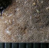 Nigroporus vinosus image