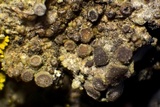 Lecania fuscella image