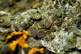 Lecania fuscella image