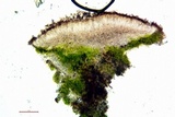 Lecania fuscella image