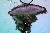 Lecania fuscella image