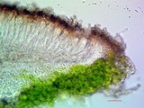 Lecania fuscella image