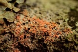 Marchandiobasidium aurantiacum image