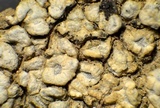 Aspicilia contorta image