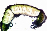 Aspicilia contorta image