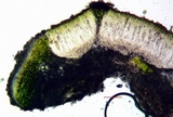 Aspicilia contorta image