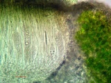 Aspicilia contorta image