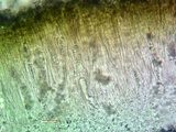 Aspicilia contorta image