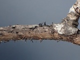Glyphium elatum image