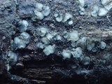 Mollisia melaleuca image